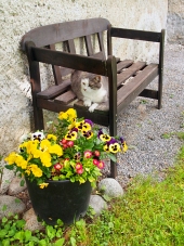 Mačka odpočíva na lavičke vonku