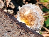 Drevokazná huba pokrytá ranou rosou