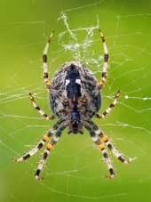 Pohľad z blízka na malého pavúka ako tká svoju sieť