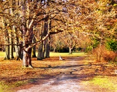 Pestrofarebný jesenný park