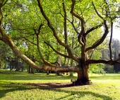 Veľmi starý strom