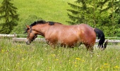 Kôň na lúke vo vysokej tráve