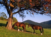 Kone oddychujú pod stromom