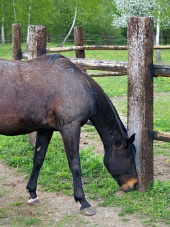Čierny kôň žerie trávu na ranči