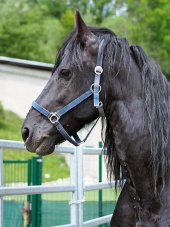 Čierny kôň za ohradou na cvičisku