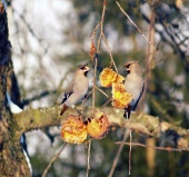 Malé vtáky sa kŕmia na ovocí