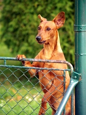 Pes sa pozerá ponad plot