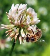 Včela opeľuje kvet ďateliny