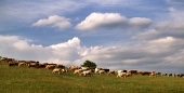 Stádo kráv na lúke