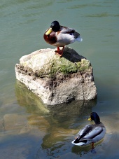 Dve kačice oddychujú v jazierku