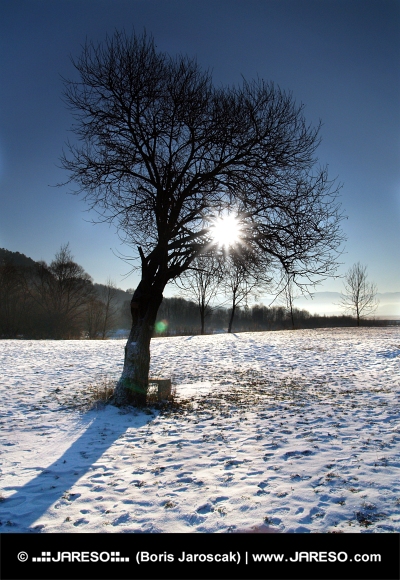 Strom a slnko počas zimy