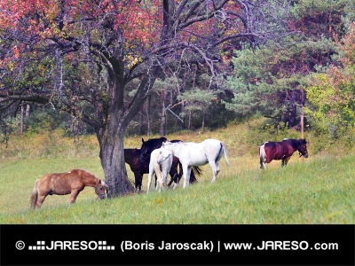 Kone sa pasú pod stromom sfarbeným jesennými farbami
