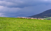 Stádo oviec na lúke pred búrkou