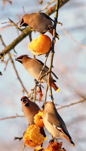 Vtáky jedia jablká