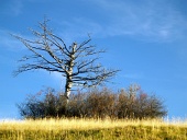 Osamotený vyschnutý strom