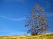 Osamotený strom na lúke