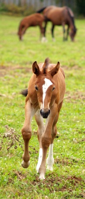 Mladý koník beží po zelenej lúke