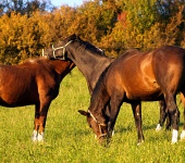 Tri kone na zelenej lúke