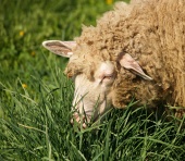 Ovečka prežúva trávu