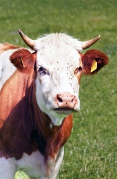 Portrét kravičky na lúke