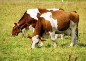 Dve kravy na zelenej lúke