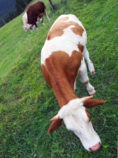Kravy pasúce sa na poli