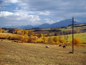 Kravy sa pasú v blízkosti obce Bobrovník, Slovensko