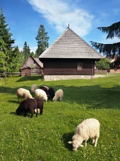 Ovce v blízkosti drevenice v Pribyline