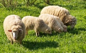 Rodinka ovečiek na lúke