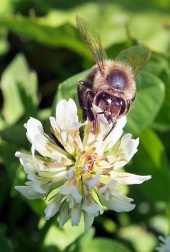 Včela opeľuje kvet