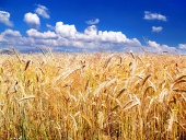 Zlatisté klásky pšenice