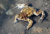 Detailný záber na žabu vo vode
