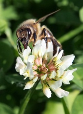 Európska včela opeľuje kvet ďateliny