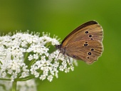 Motýľ (Coenonympha) na bielom kvete