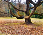 Masívny strom v parku