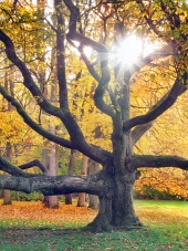 Slnko presvitá cez obrovský strom počas jesene