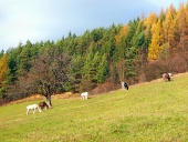 Kone pasúce sa na jesennom poli