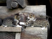Mačiatka sa hrajú na poukladanom dreve