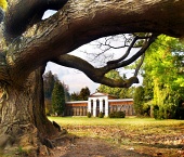 Masívny strom v starej botanickej záhrade