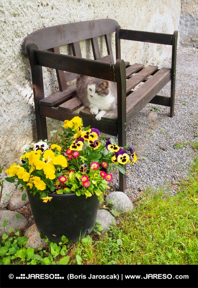 Mačka odpočíva na lavičke vonku