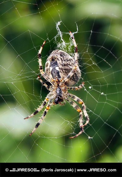 Pohľad z blízka na pavúka ako tká svoju sieť