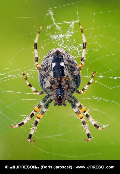 Pohľad z blízka na malého pavúka ako tká svoju sieť