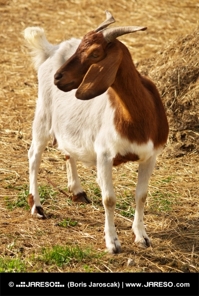 Portrét horskej kozy