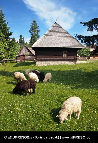 Ovce v blízkosti drevenice v Pribyline
