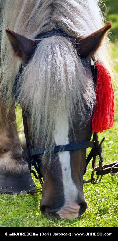 Kôň s červenou ružicou