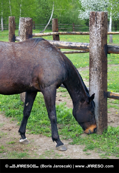 Čierny kôň žerie trávu na ranči