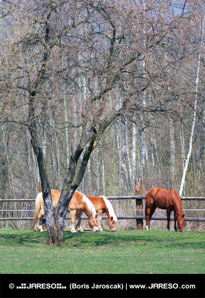 Kone sa pasú pod stromom na ranči