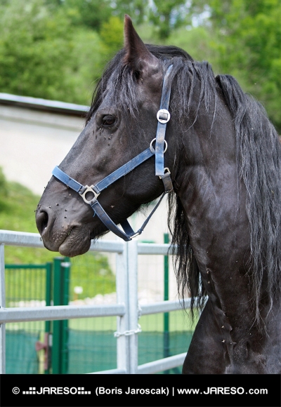 Čierny kôň za ohradou na cvičisku
