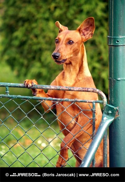Pes sa pozerá ponad plot