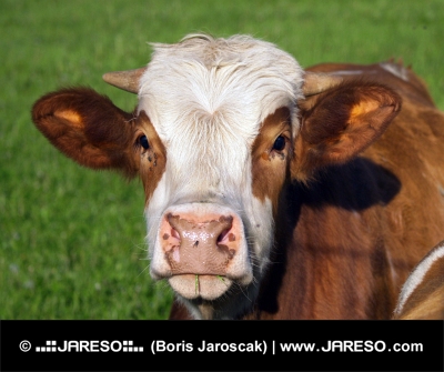 Portrét hnedo-bielej kravy